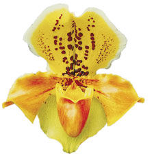 Orchid display