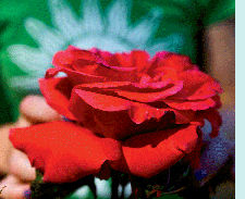 Rose