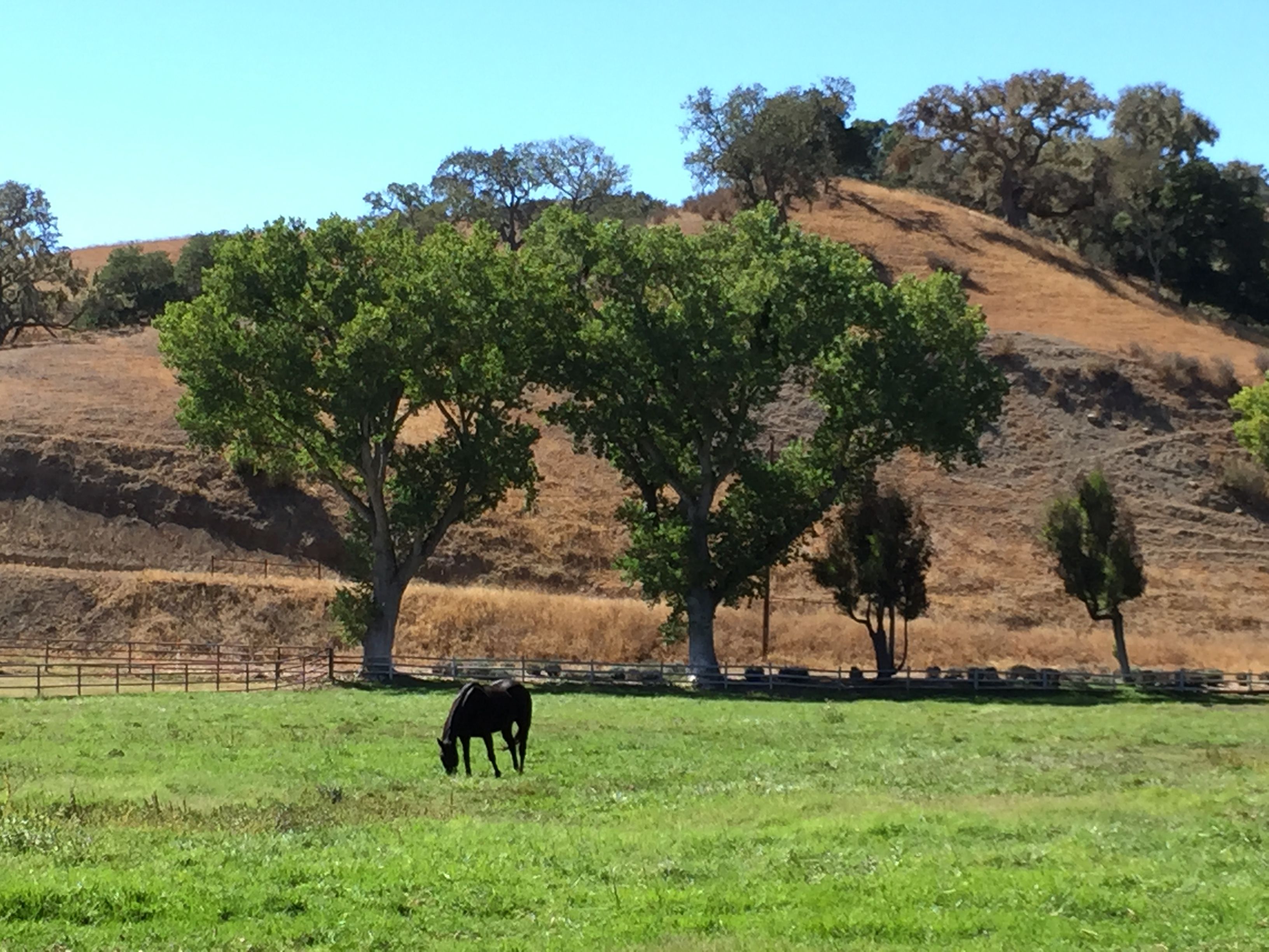 The view on the drive into the Alisal Guest Ranch & Resort