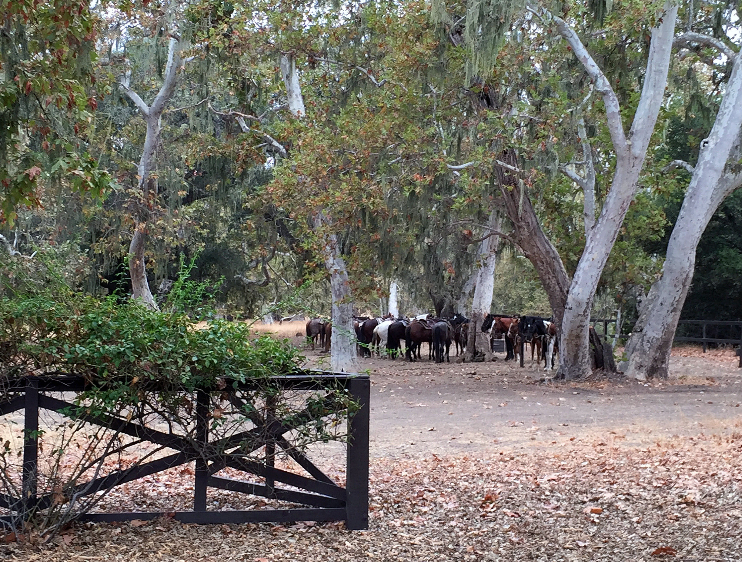 Horseback riding—especially the morning ride out to the El Adobe for breakfast—remains the most popular activity.