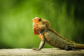 Case study: Reptile conference scales up for annual meeting