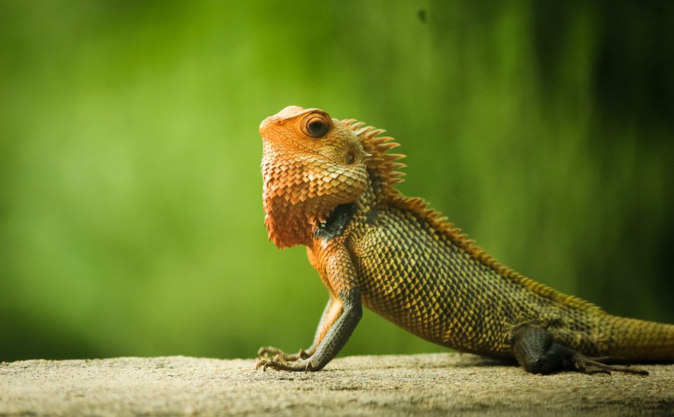 Case study Reptile conference scales up for annual meeting Meetings