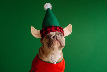 Christmas dog