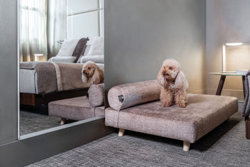 dog luxury