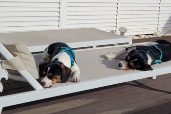 It's a dog's life - at a trade show?