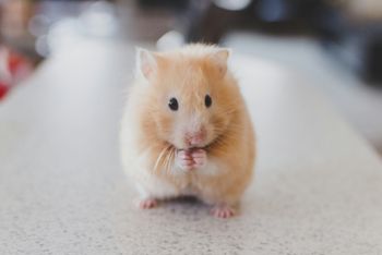 hamster nibble