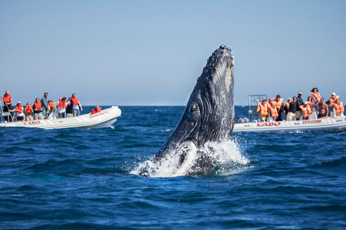 blue whale tour loreto