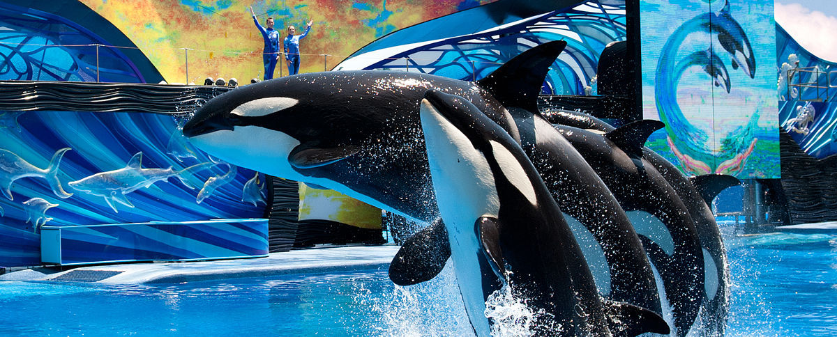 SeaWorld Announces End Of Orca Whale Breeding Program | TravelPulse