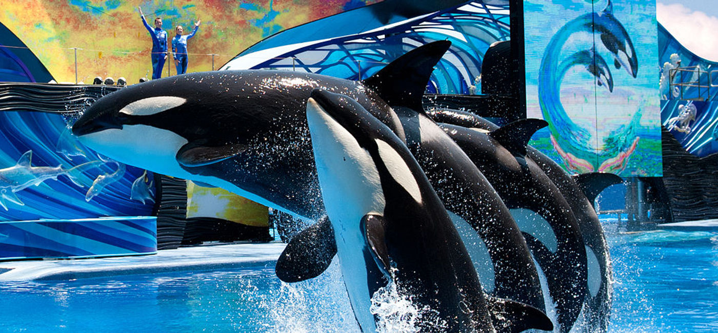 Seaworld Announces End Of Orca Whale Breeding Program Travelpulse
