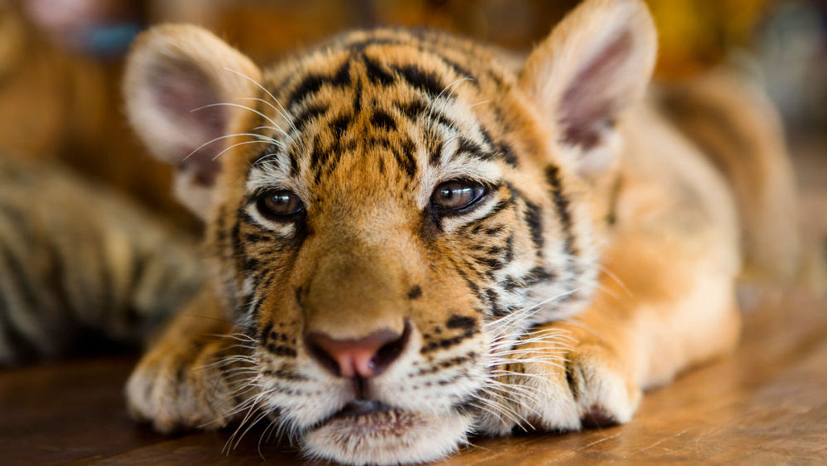 Bengal Tiger - Timbavati Wildlife Park