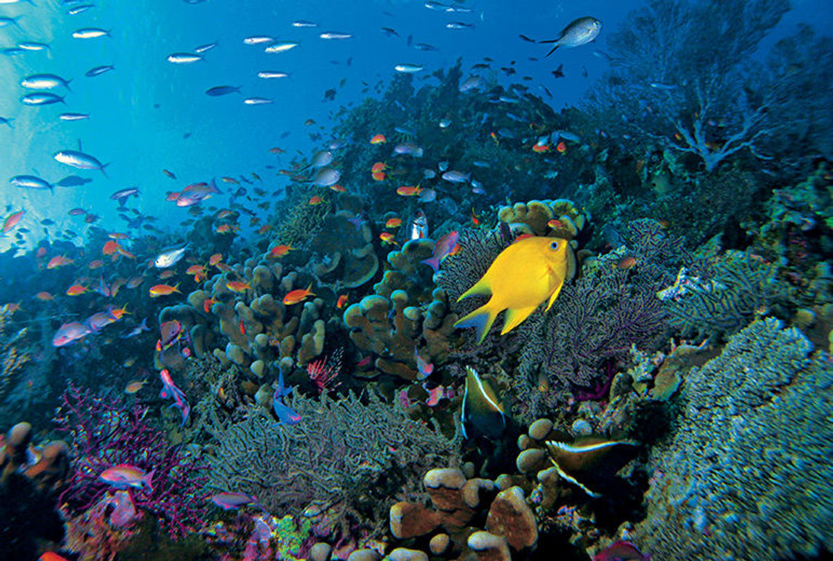 Try Snorkeling In Rangiroa Aquarium TravelPulse