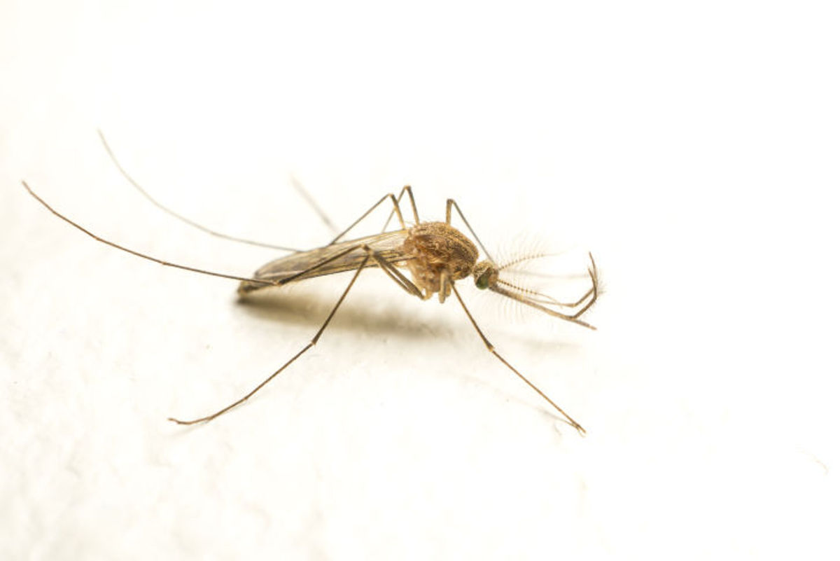 How to Avoid Getting Zika | TravelPulse