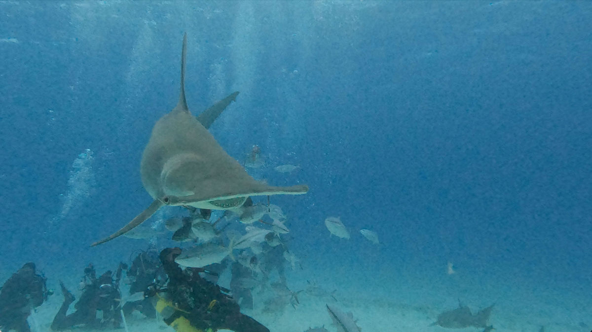Diving with Great Hammerheads in Bimini, Bahamas TravelPulse