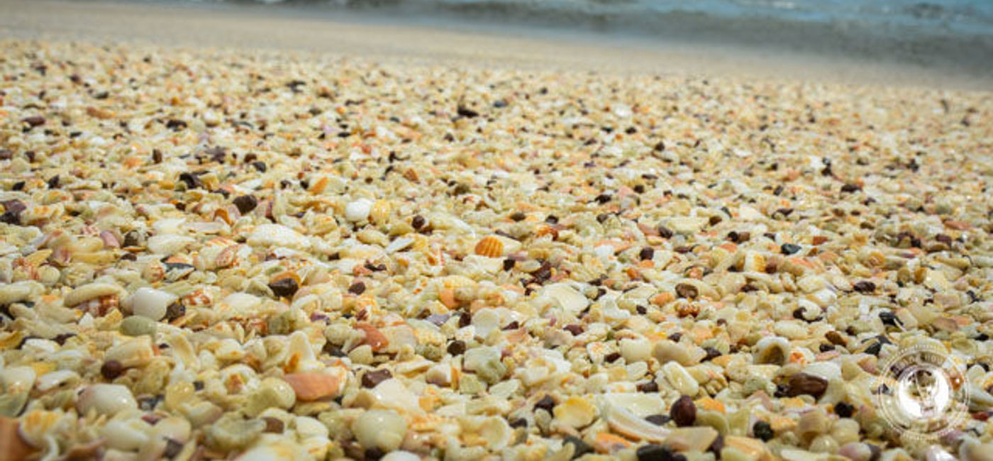 Shells Must Remain on Costa Rican Beaches 