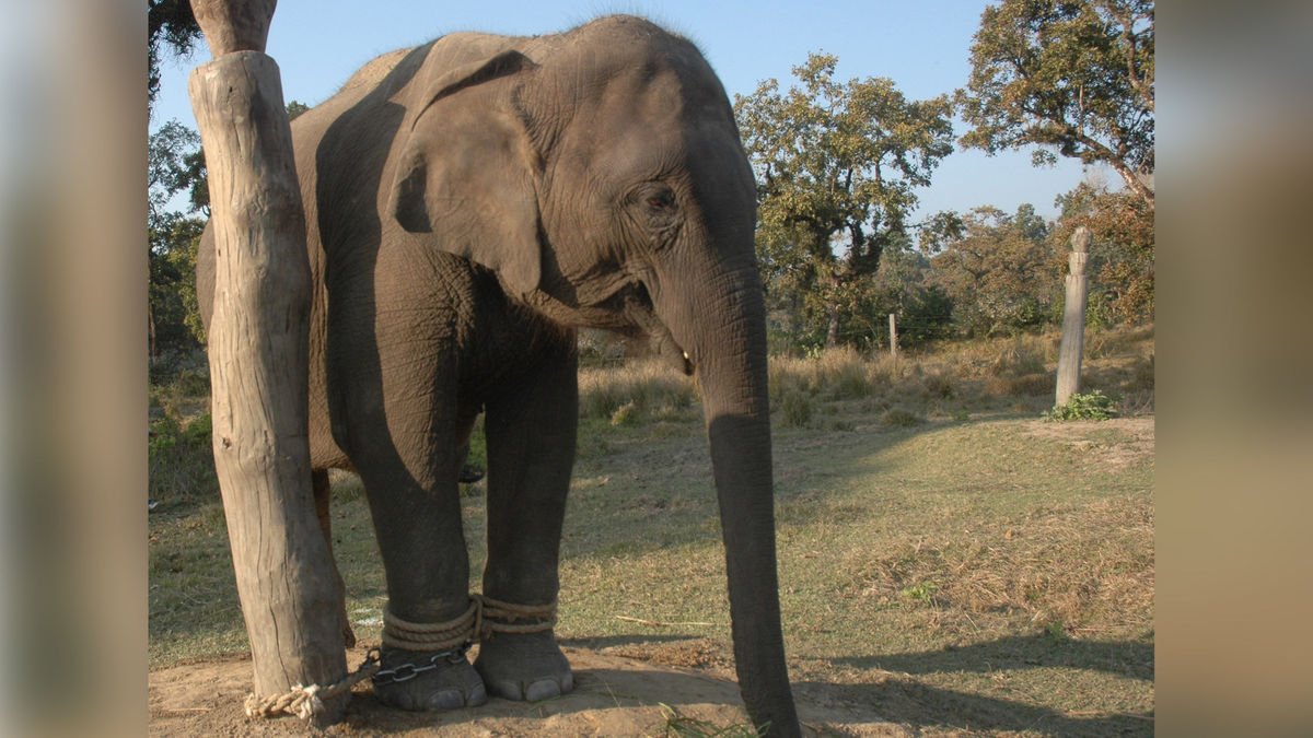 Costco Travel drops 'elephant rides' at request of PETA