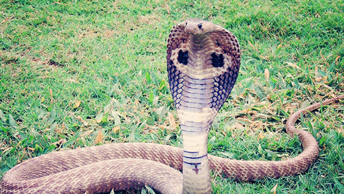 King Cobras Found in Potato Chip Cans by Customs