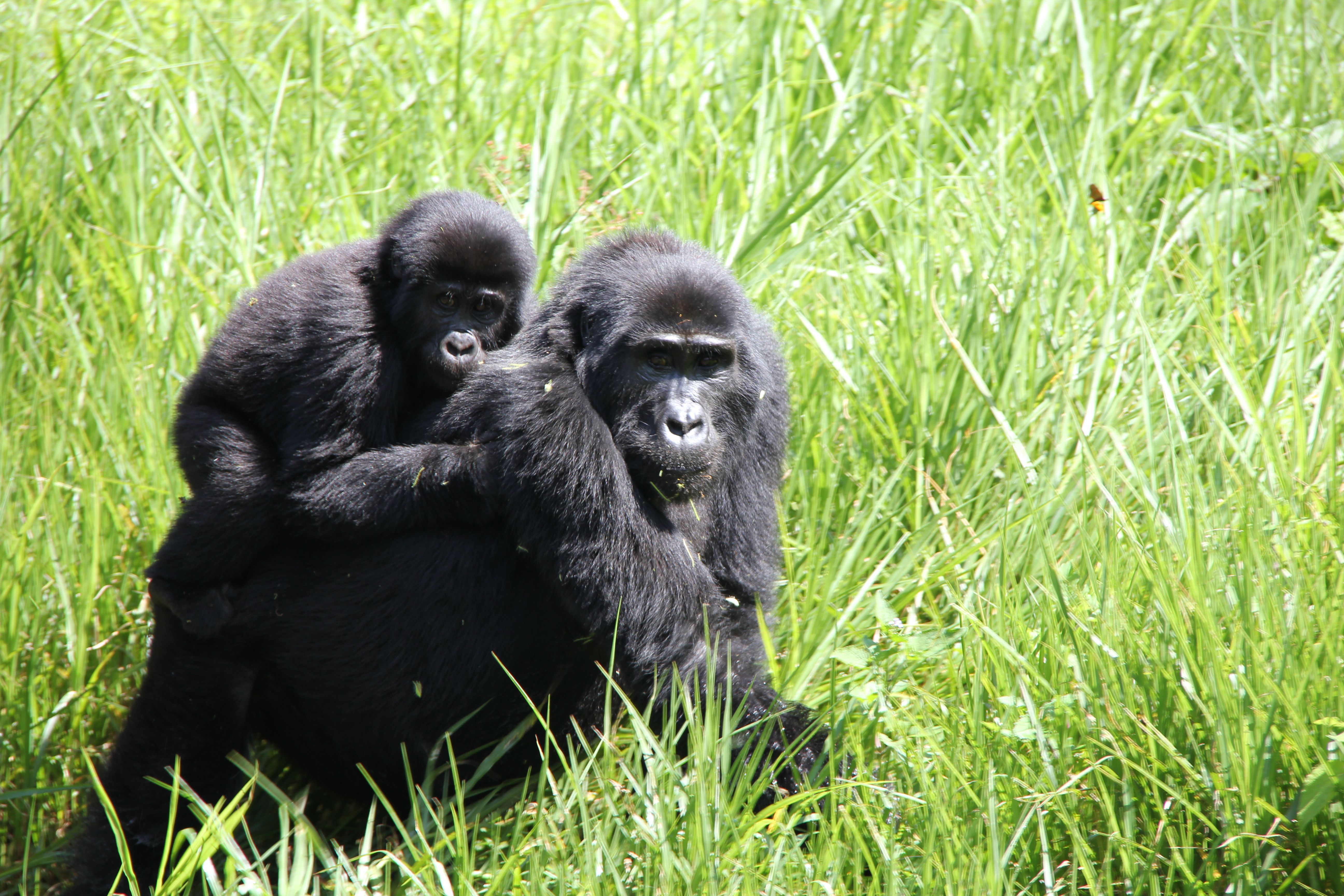 How Tourism Can Help Save Gorillas | TravelPulse