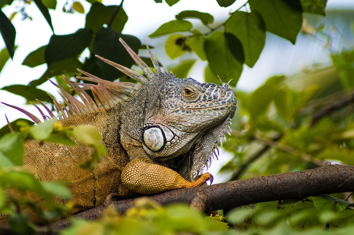 Animal Encounters in Puerto Vallarta - Riviera Nayarit | TravelPulse