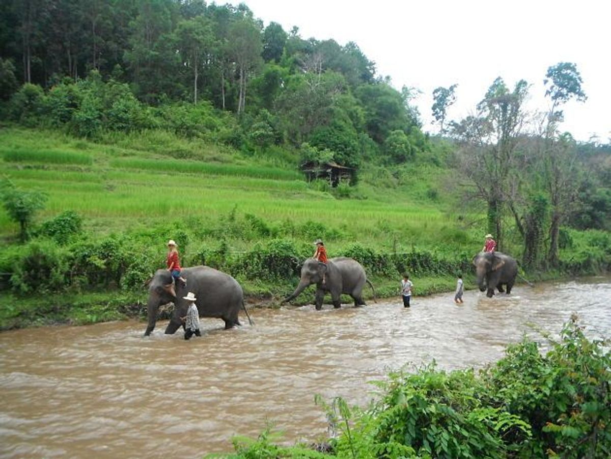 Befriend an Elephant For a Day TravelPulse