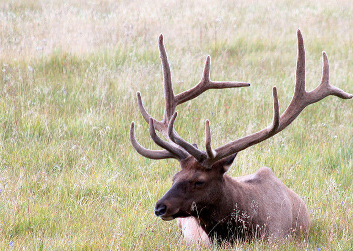 Video Of Elk Chasing Golfer Goes Viral 