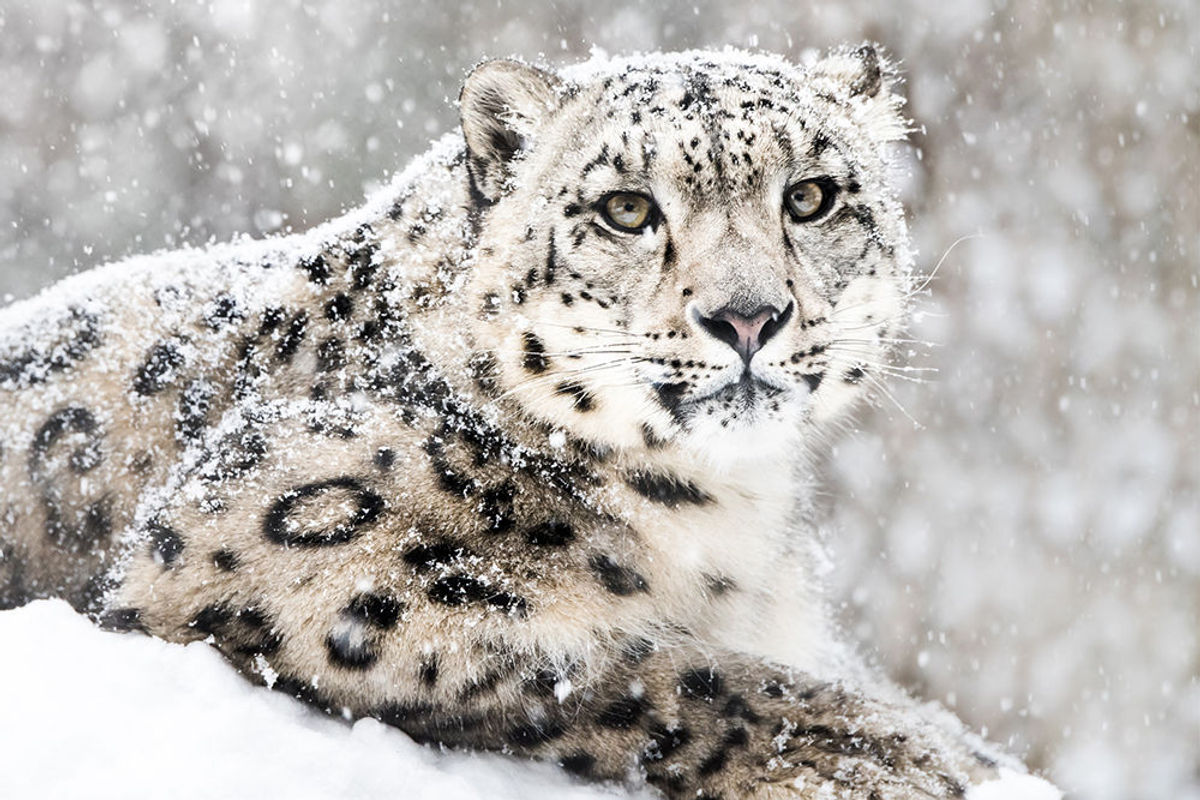 Follow Bhutan's Lead With Endangered Species | TravelPulse
