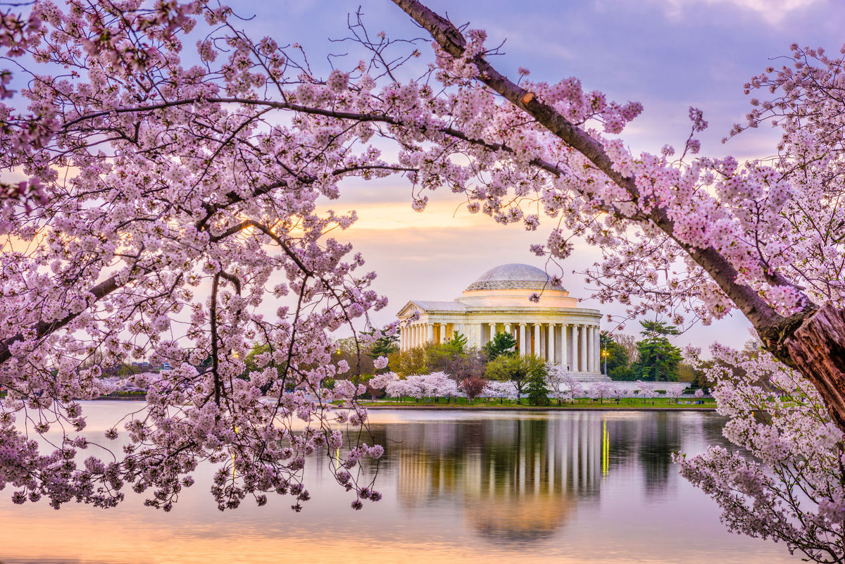 Washington Capitals Customized Number Kit For 2023 Cherry Blossom