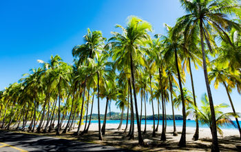 Palms at the beach in Puerto Carrillo, Costa Rica in opposite light. Puerto Carrillo is a small village at the Pacific Coast on the Peninsula Nicoya. (Thomas Ramsauer / iStock / Getty Images Plus)