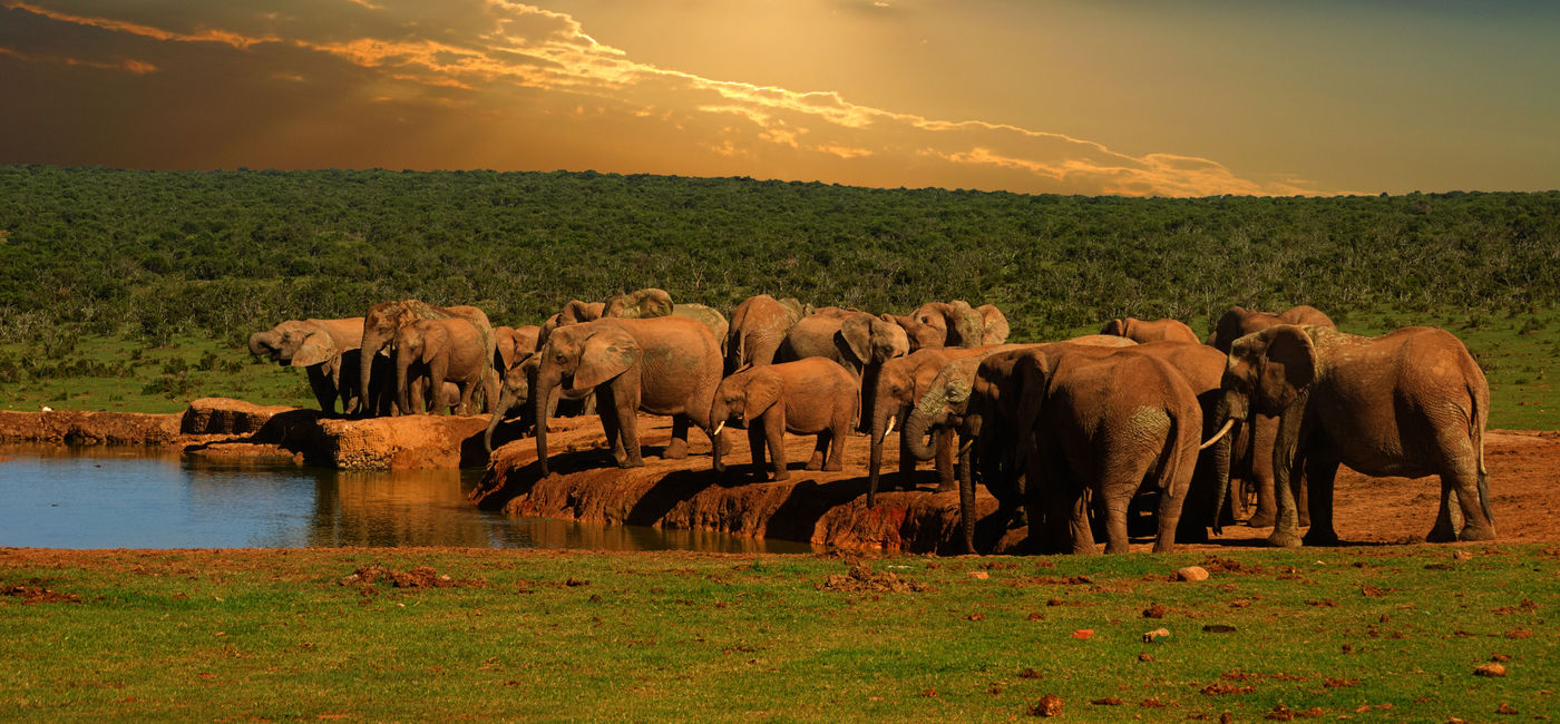 Image: PHOTO: New South Africa itineraries include game drives. (photo via Hajakely / iStock / Getty Images Plus)