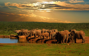 Safari, game drive at Addo Elephant National Park, South Africa