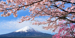 Mount Fuji and Cherry tree, Japan (photo via Goryu / iStock / Getty Images Plus)