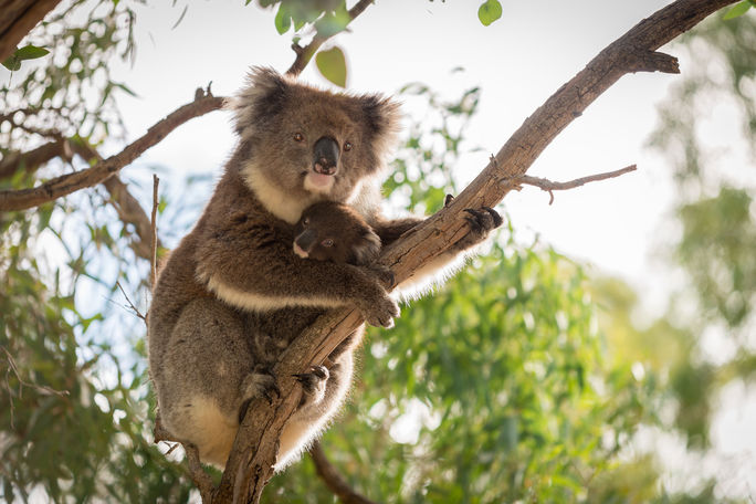 Koala bear is sitting on the tree with its koala baby (photo via moisseyev/iStock/Getty Images Plus)