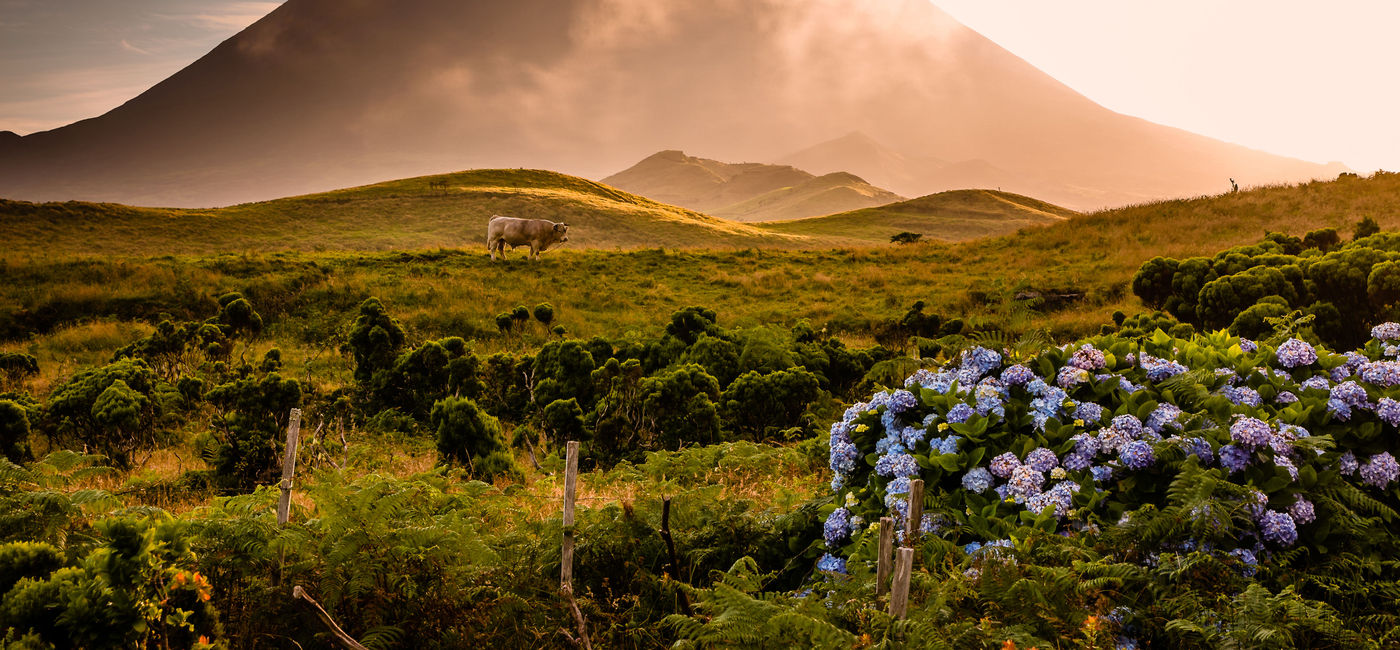 Image: PHOTO: Azorian volcano Pico with patches of fog passing over him in the golden hour evening light (photo via Atmo-Sphere / iStock / Getty Images Plus)