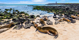 Fur seals at Punta Carola beach, Galapagos islands (Ecuador) (photo via AlbertoLoyo / iStock / Getty Images Plus)