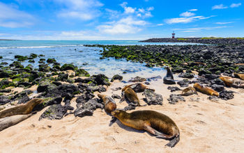 Fur seals at Punta Carola beach, Galapagos islands (Ecuador) (photo via AlbertoLoyo / iStock / Getty Images Plus)