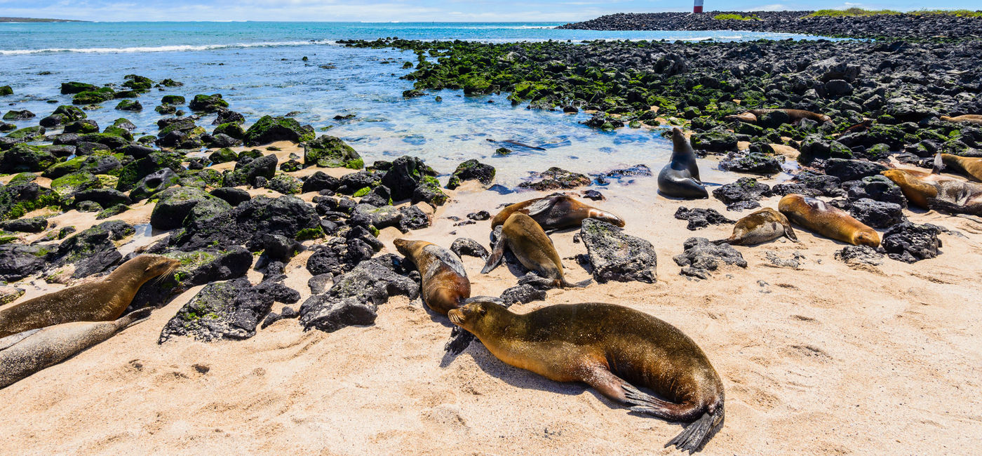 Image: Fur seals at Punta Carola beach, Galapagos Islands, Ecuador. (photo via AlbertoLoyo/iStock/Getty Images Plus) (AlbertoLoyo / iStock / Getty Images Plus)