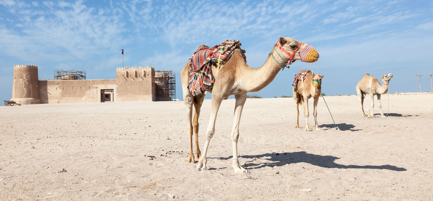 Image: Camels in front of the historic Al Zubara fort in northeastern Qatar. (Photo via typhoonski / iStock / Getty Images Plus)