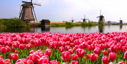Vibrant pink tulips with Dutch windmills along a canal, Netherlands (photo via jenifoto / iStock / Getty Images Plus)