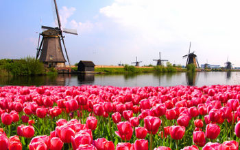 Vibrant pink tulips with Dutch windmills along a canal, Netherlands (photo via jenifoto / iStock / Getty Images Plus)