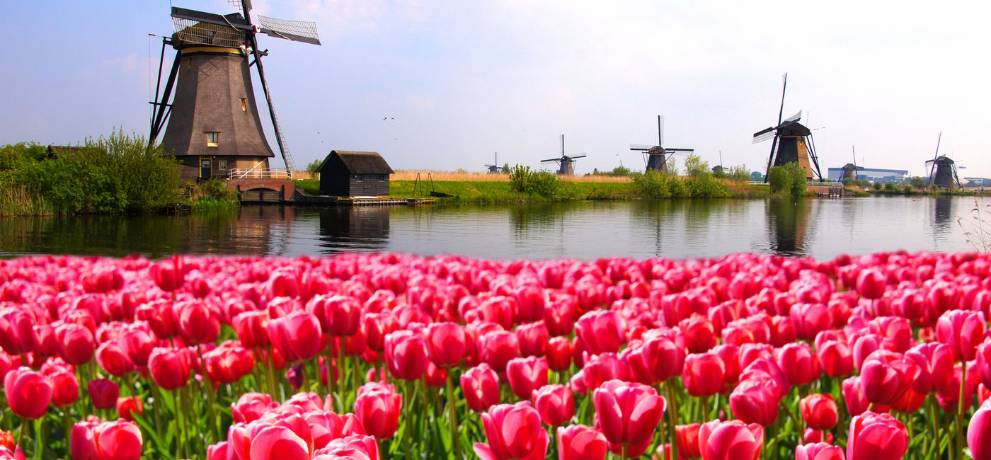Image: Vibrant pink tulips with Dutch windmills along a canal, Netherlands (photo via jenifoto / iStock / Getty Images Plus)