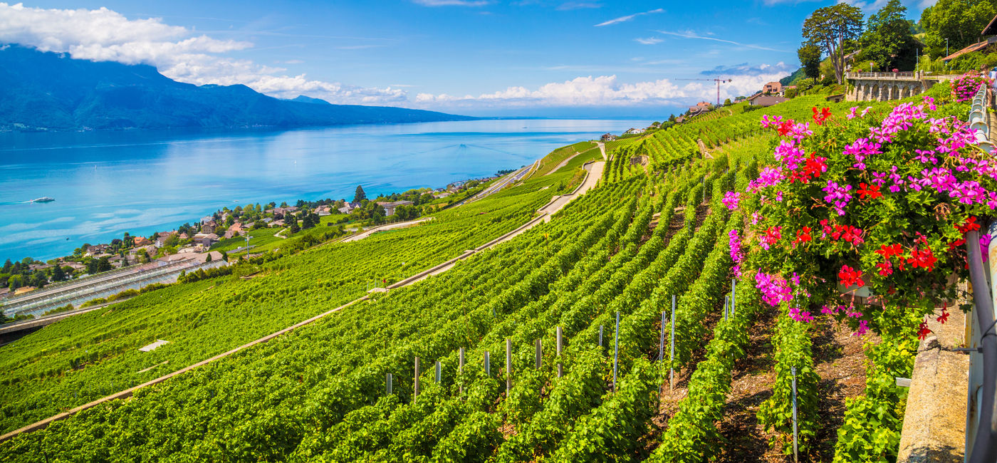 Image: La magnifique région viticole de Lavaux, au bord du lac Léman, en Suisse. (Photo: bluejayphoto / iStock / Getty Images Plus)
