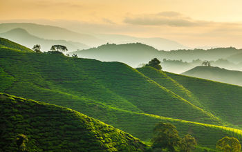 Misty morning at Cameron Highlands tea plantation overlooking layered hills (photo via blackcatimaging / iStock / Getty Images Plus)