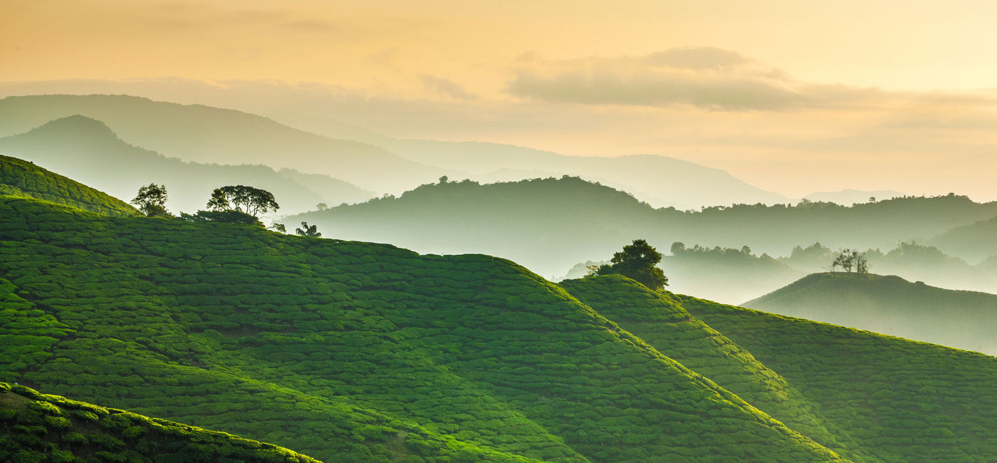 Image: Misty morning at Cameron Highlands tea plantation overlooking layered hills (photo via blackcatimaging / iStock / Getty Images Plus)