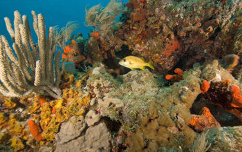 Underwater coral reef (photo via KGrif / iStock / Getty Images Plus)