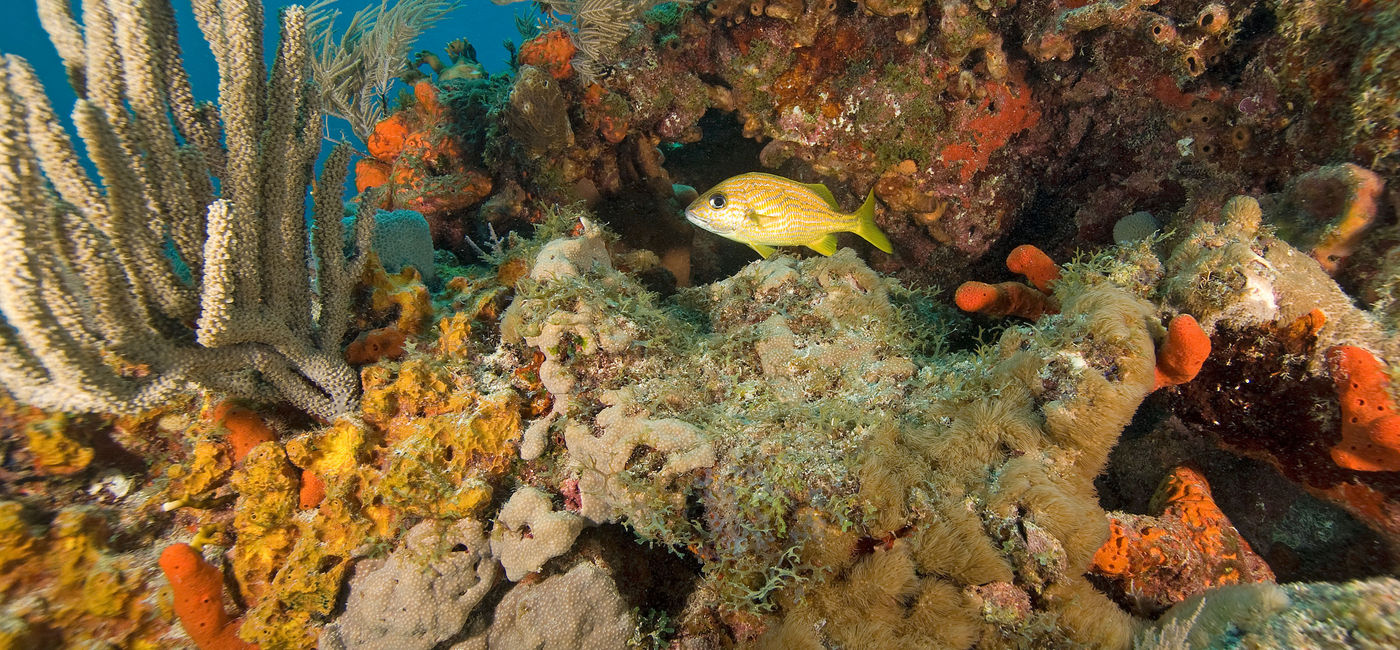 Image: Underwater coral reef (photo via KGrif / iStock / Getty Images Plus)