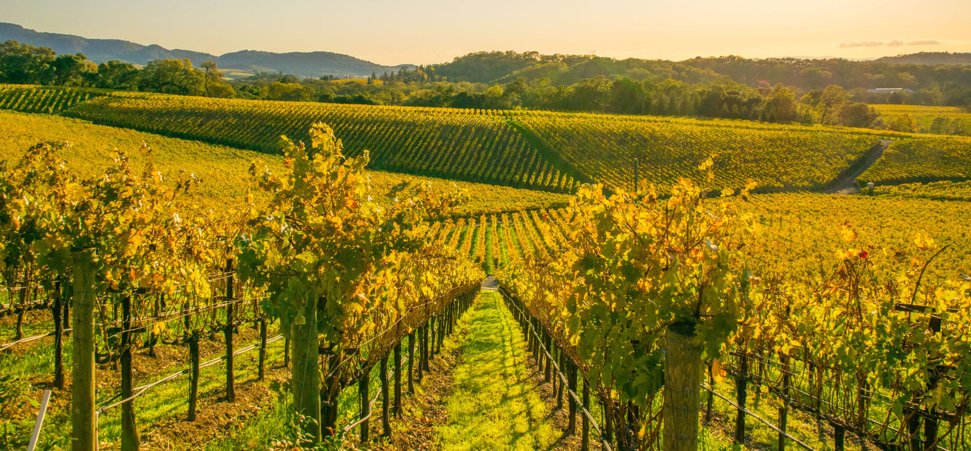 Image: Beautiful fall colors found in a Vineyard in Napa, California. (TraceRouda / iStock / Getty Images Plus)