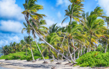 Coconut trees on the beach. Photo taken on the North Shore of the US Virgin Island of Saint Croix, not too far from the beach where Christopher Columbus landed during his second voyage in the Americas in 1493, naming the island Santa Cruz. (photo via kaia