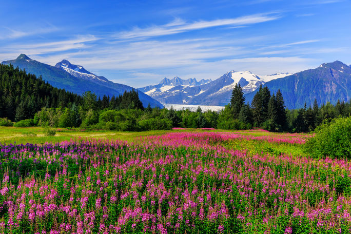 Mendenhall Glacier Viewpoint with Fireweed in bloom. Juneau, Alaska