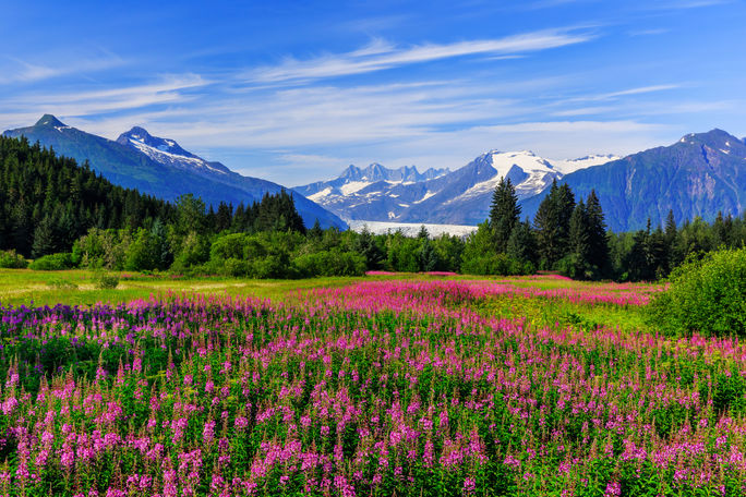 Juneau, Alaska Mendenhall Glacier Viewpoint with Fireweed in bloom. Juneau, Alaska