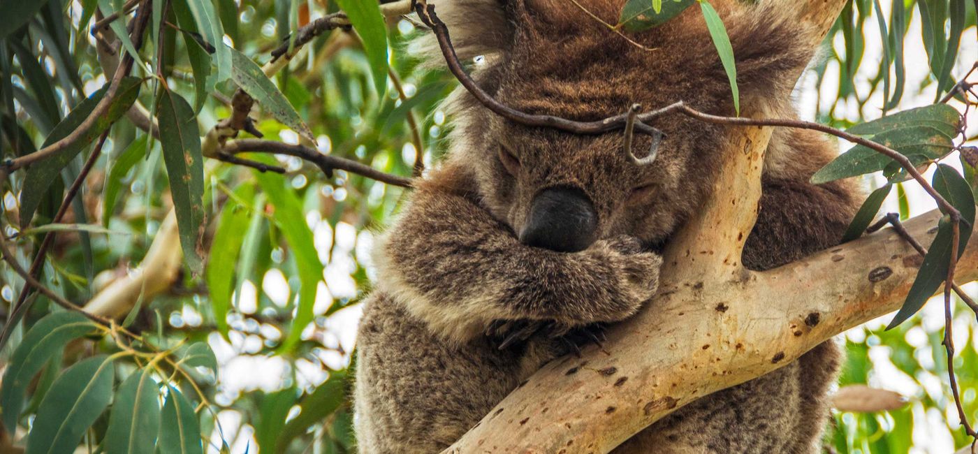 Image: Highlights of Australia and New Zealand (Provided by GAdventures)