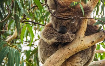 Highlights of Australia and New Zealand